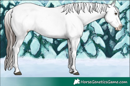 Horse Color:White Spotted Liver Chestnut Frame Appaloosa 