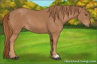Horse Color:Chestnut Rabicano 