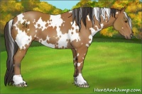 Horse Color:White Spotted Bay 