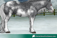 Horse Color:Silver Black Chinchilla Tobiano Frame 