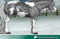 Horse Color:Silver Black Chinchilla Tobiano Frame