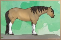 Horse Color:Buckskin Dun Tobiano Rabicano 