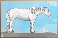 Horse Color:Silver Grullo Chinchilla Roan Pearl Tobiano 