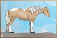 Horse Color:Silver Black Pearl Tobiano Rabicano 