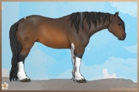 Horse Color:Brown Tobiano Rabicano
