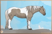 Horse Color:Silver Grullo Tobiano Rabicano