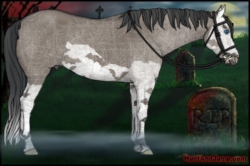 Horse Color:Grullo Splash 