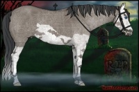 Horse Color:Grullo Splash 