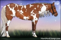 Horse Color:White Spotted Chocolate Silver Brown