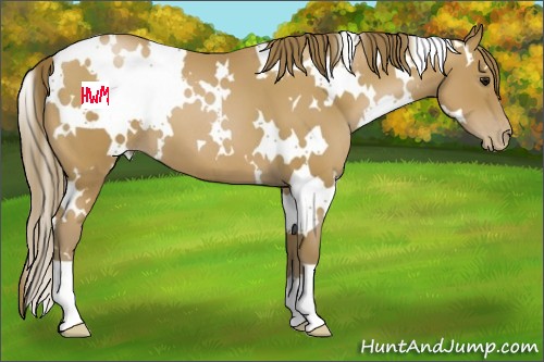 Horse Color:White Spotted Black Pearl 