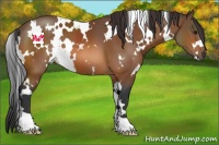 Horse Color:White Spotted Bay 