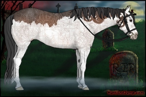 Horse Color:Bay Splash 