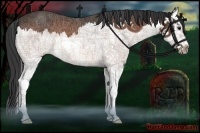 Horse Color:Bay Splash 