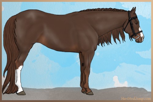 Horse Color:Liver Chestnut 