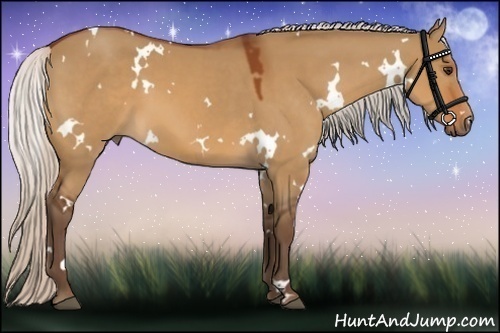 Horse Color:White Spotted Silver Bay Dun