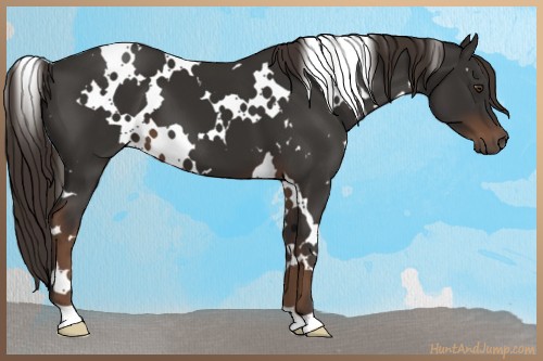 Horse Color:White Spotted Liver Chestnut 