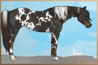 Horse Color:White Spotted Liver Chestnut