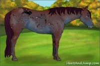 Horse Color:ERROR: UNKNOWN ANOMALY
