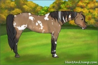 Horse Color:White Spotted Bay Dun 
