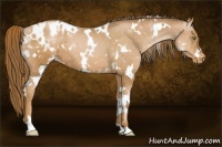 Horse Color:White Spotted Liver Chestnut Pearl Appaloosa 