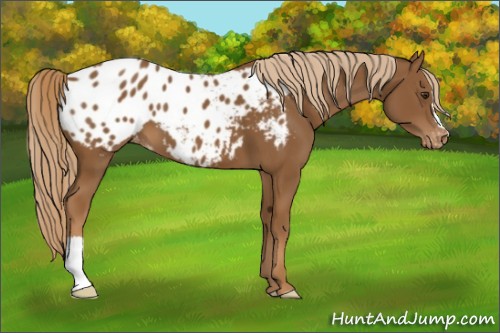 Horse Color:Chestnut Appaloosa 