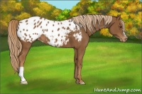 Horse Color:Chestnut Appaloosa 