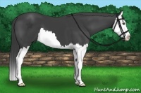 Horse Color:Smoky Black Splash 