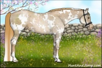 Horse Color:White Spotted Liver Chestnut Pearl Appaloosa 