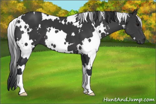 Horse Color:White Spotted Black 