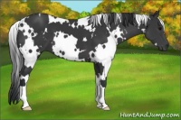 Horse Color:White Spotted Black