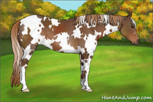 Horse Color:White Spotted Liver Chestnut 
