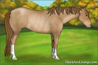 Horse Color:Liver Chestnut Pearl Rabicano