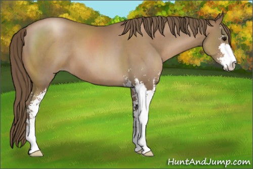 Horse Color:Black Pearl Sabino