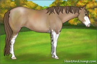 Horse Color:Black Pearl Sabino