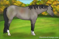 Horse Color:Grullo 