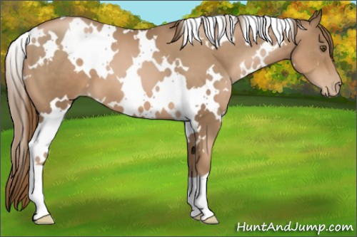 Horse Color:White Spotted Liver Chestnut Pearl 
