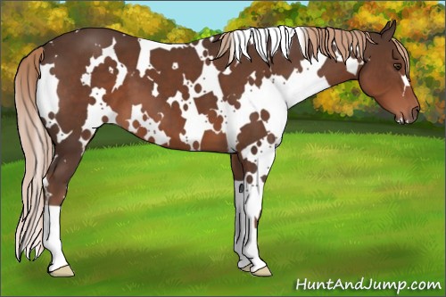 Horse Color:White Spotted Liver Chestnut 
