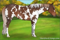 Horse Color:White Spotted Liver Chestnut 