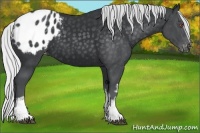 Horse Color:White Spotted Silver Black Chinchilla Appaloosa Rabicano 