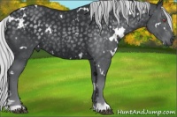 Horse Color:White Spotted Silver Black Chinchilla Rabicano 