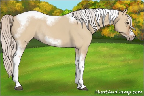Horse Color:Silver Bay Dun Sabino Tobiano Frame Rabicano 
