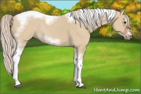 Horse Color:Silver Bay Dun Sabino Tobiano Frame Rabicano 