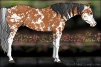 Horse Color:Bay Sabino Rabicano