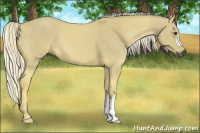 Horse Color:Gray Palomino