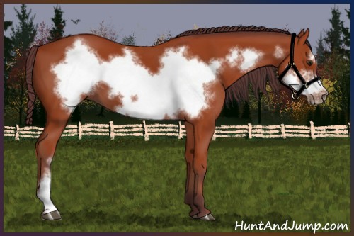 Horse Color:Chocolate Bay Frame