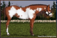 Horse Color:Chocolate Bay Frame 