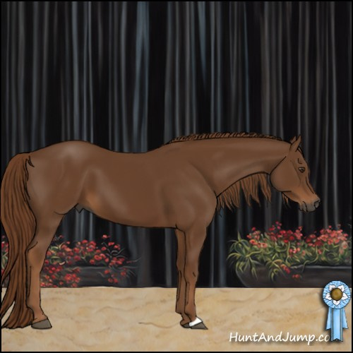 Horse Color:Gray Chestnut 