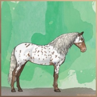 Horse Color:Liver Chestnut Mushroom Appaloosa 