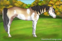 Horse Color:Bay Onyx Splash 