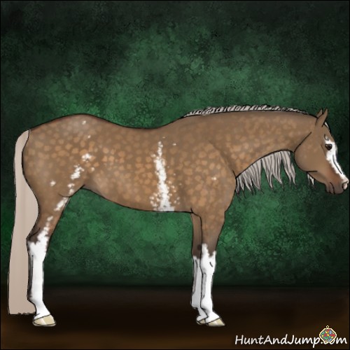Horse Color:White Spotted Silver Brown Dun 